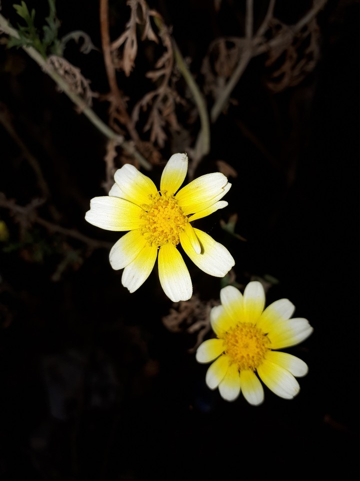 Kurumuş  daldaki güzellik / dried-up beauty