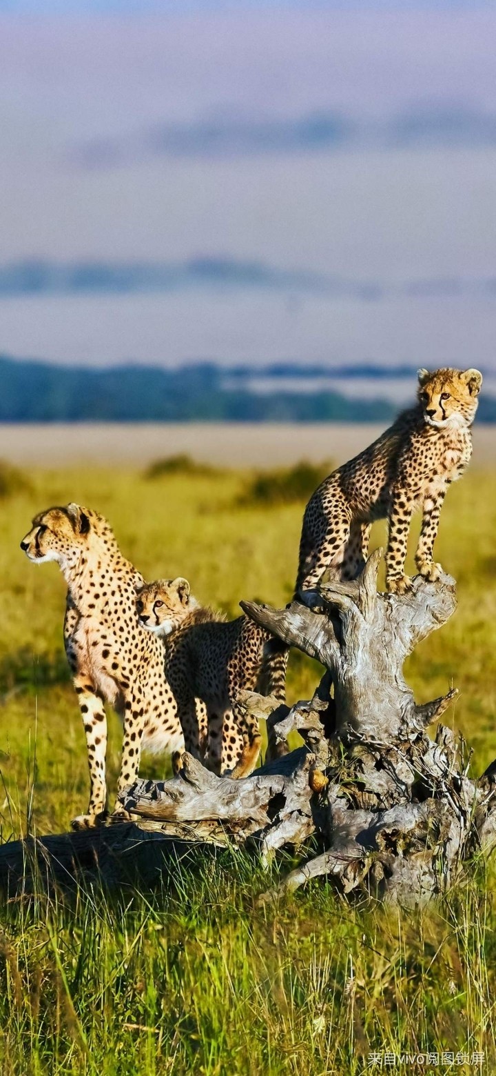 cats
