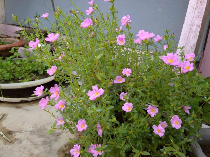 nice  flower