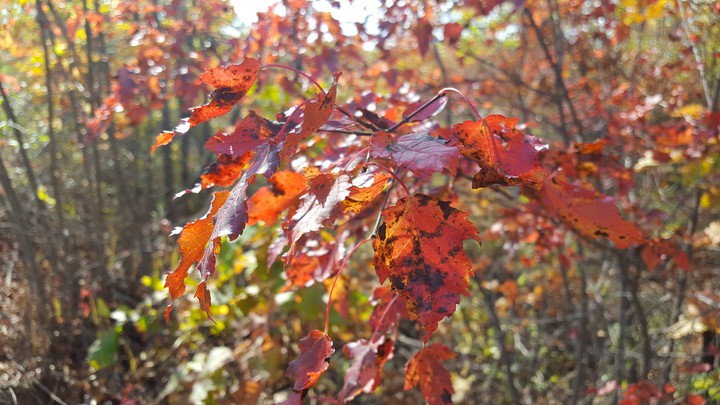 Autumn