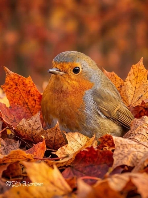 Squirrel, Rodent, Red_squirrel