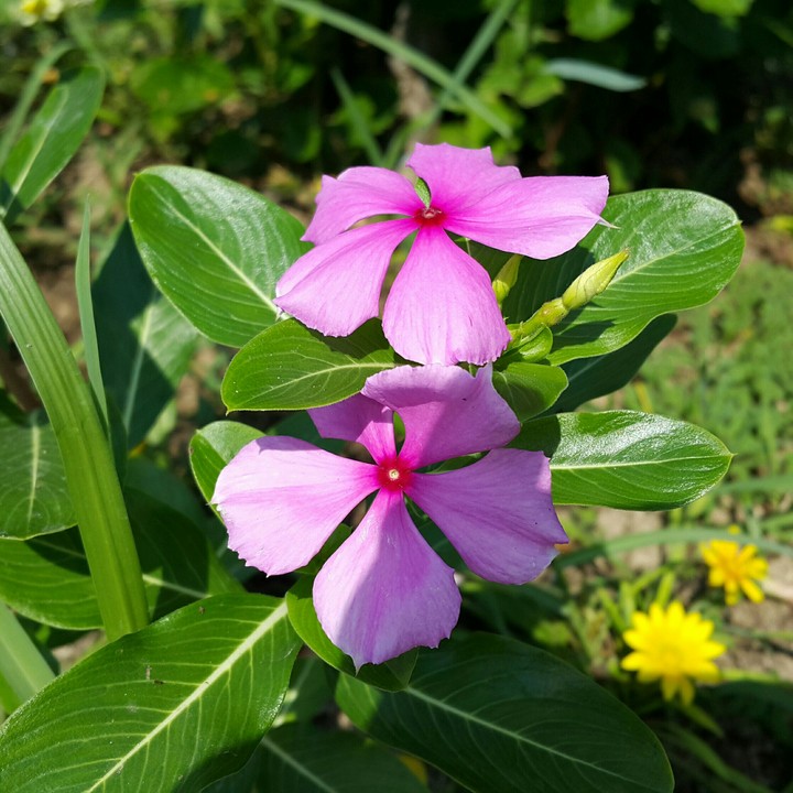 Pink Flower