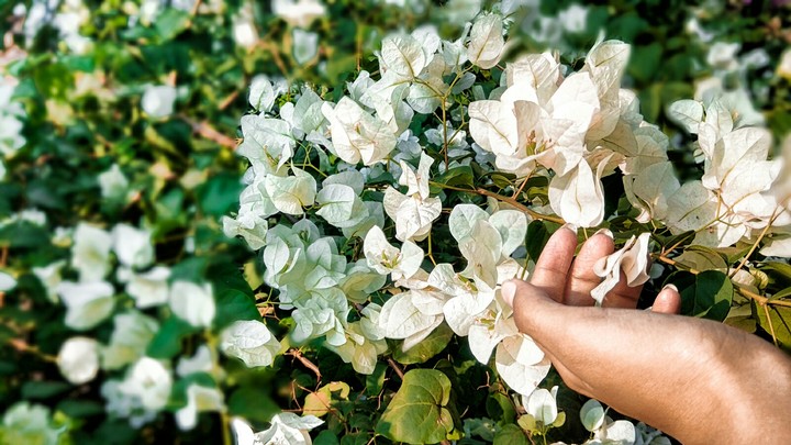 white bougainville