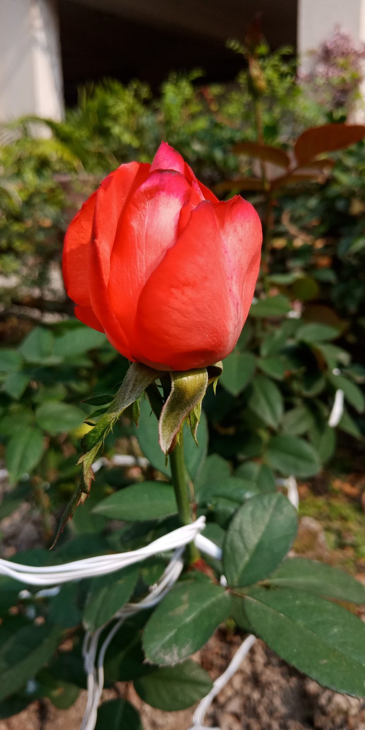 one of the many variety of flowers