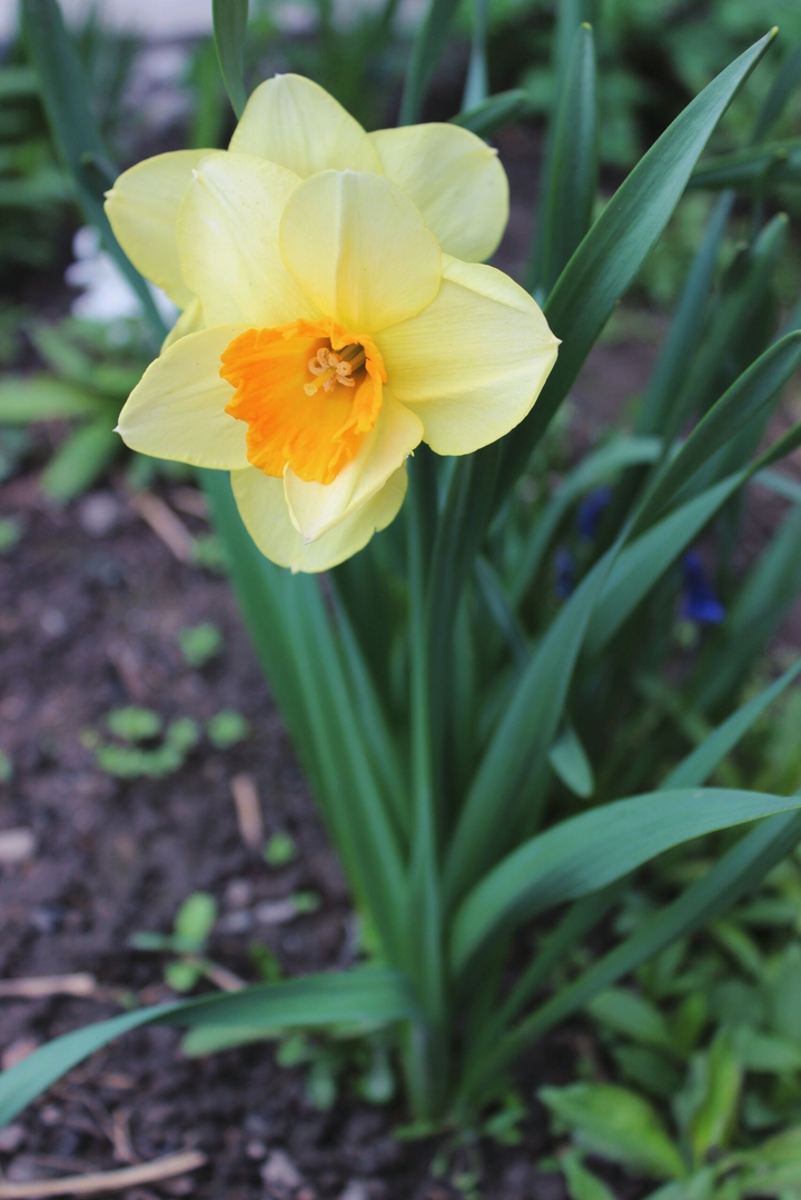 Narcissus