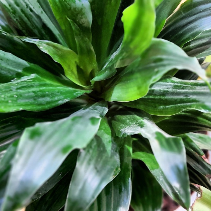 My plants