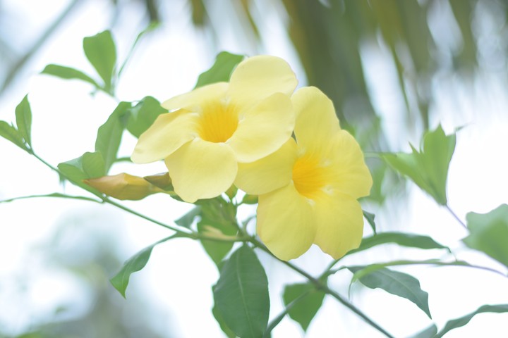 flower