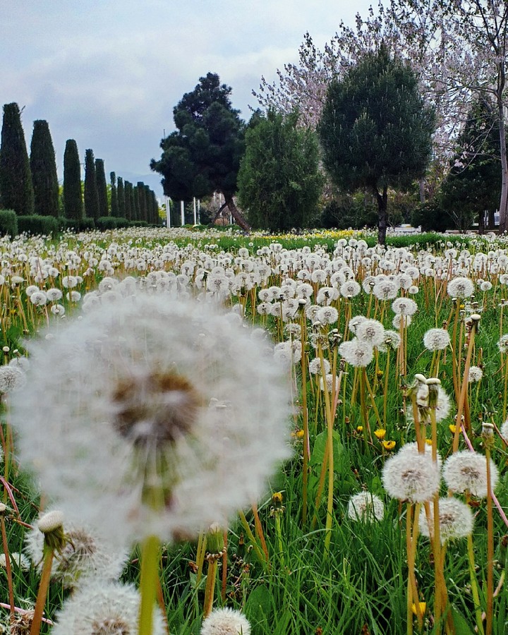 nature ferdowsi university of mashhad