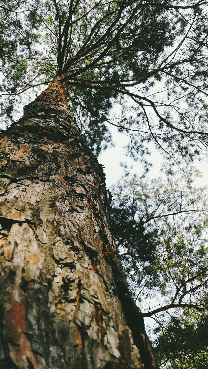 Tree bark