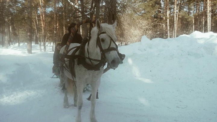 White horse