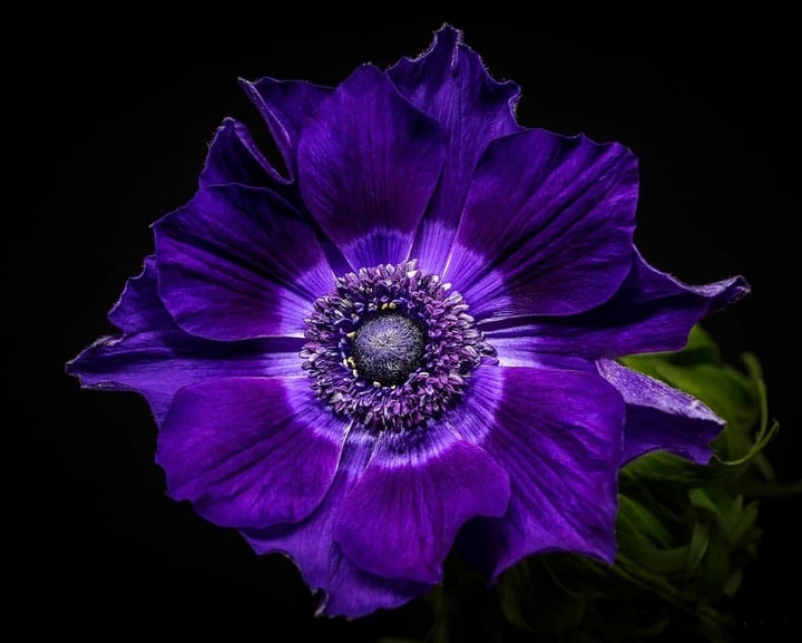 purple