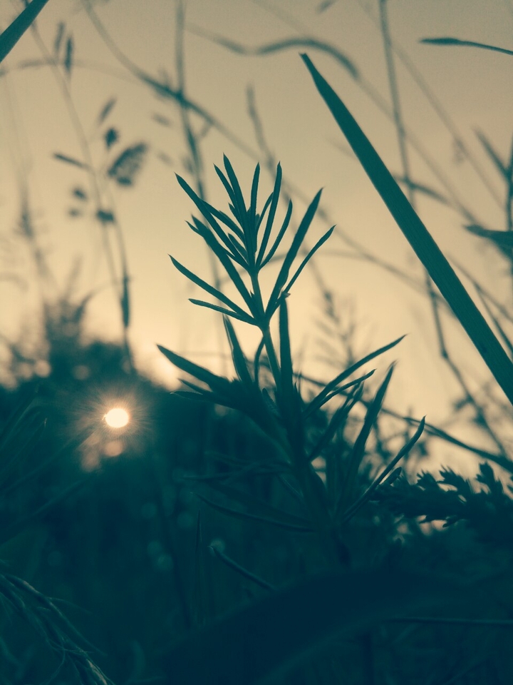 sun