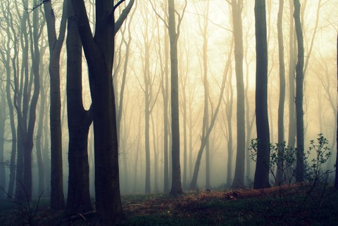 branch, mist वॉलपेपर