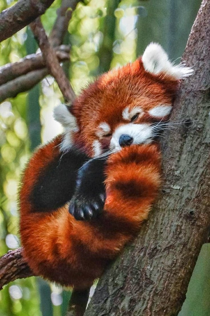 panda mała