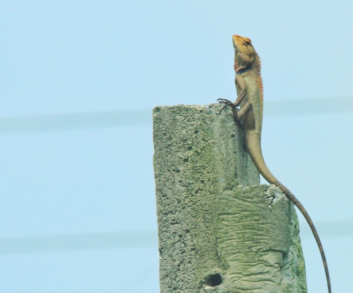 lizard