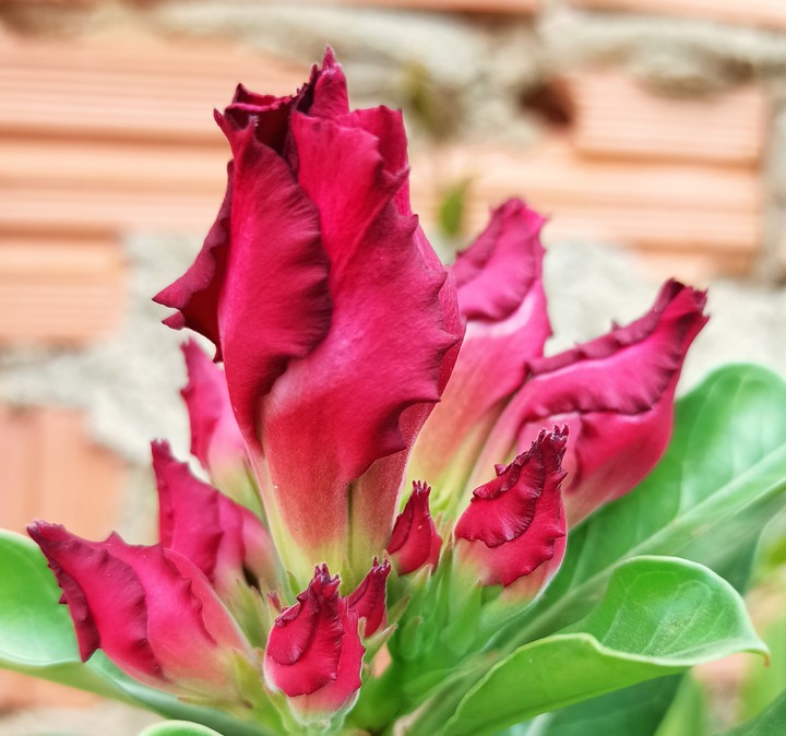 flores