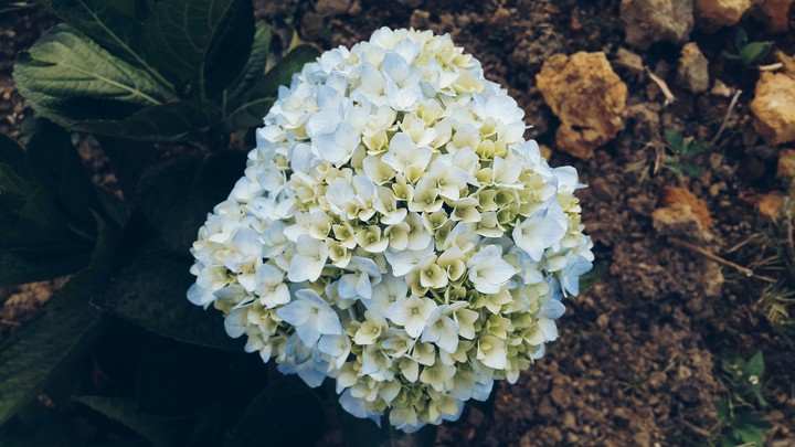 white and Blue