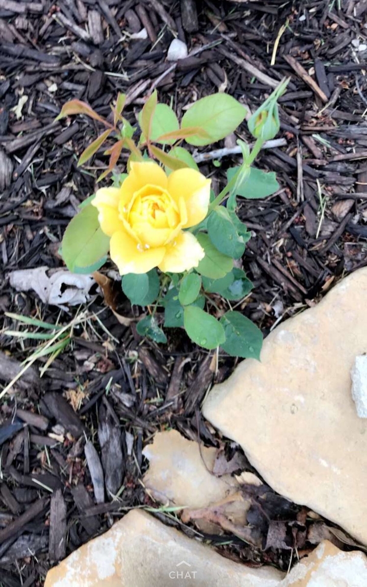 Bloom