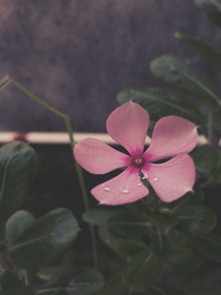 catharanthus