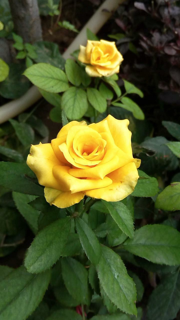 Yellow R