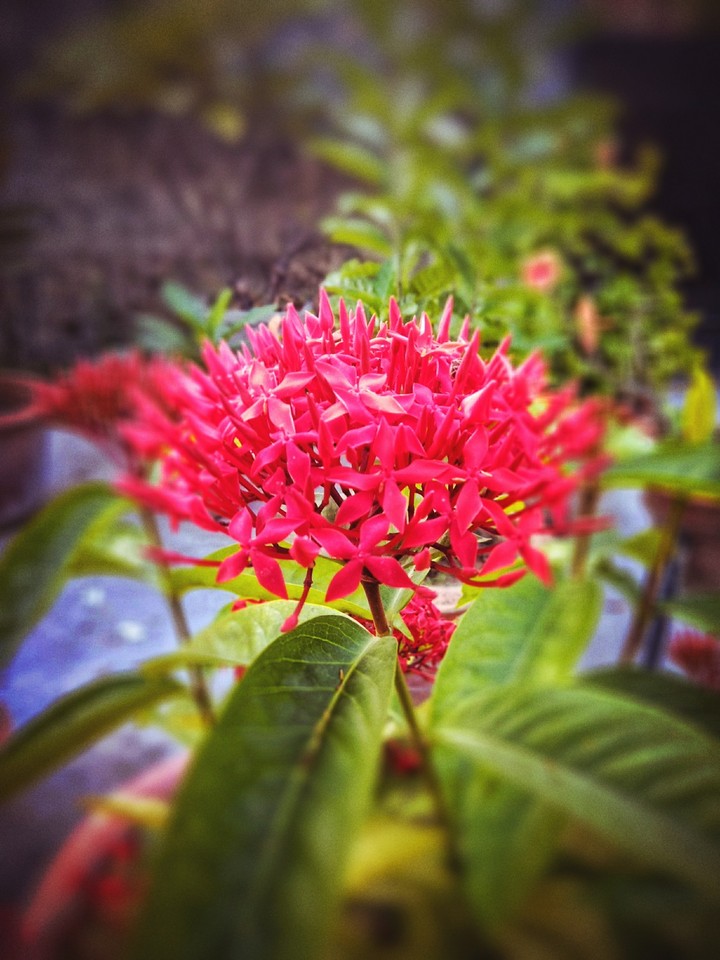 Can't resist the beauty of this flower.