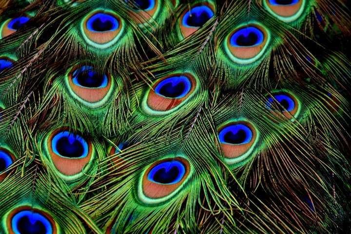 Peacocks Feathers Patterns
