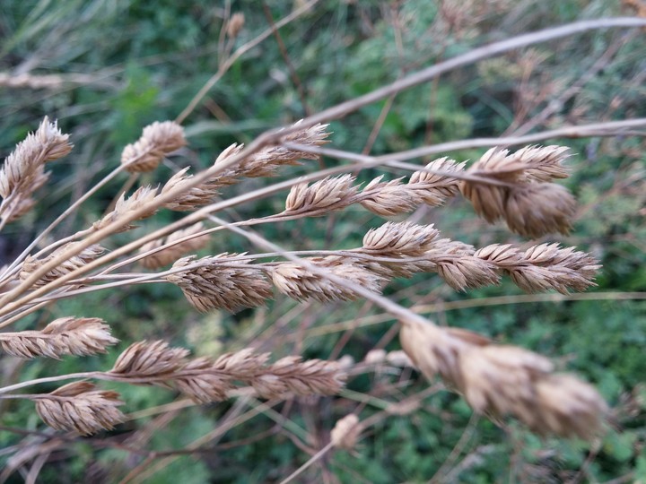 wild grass