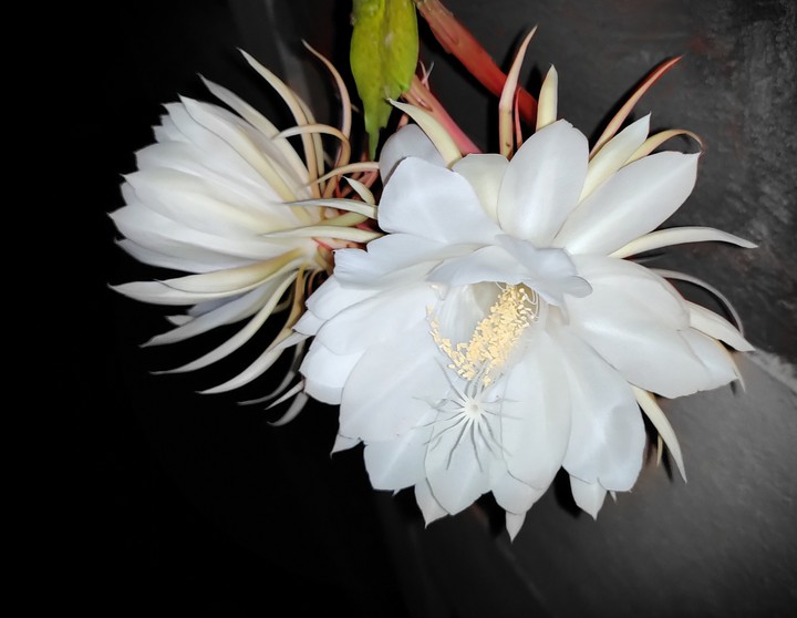 night queen