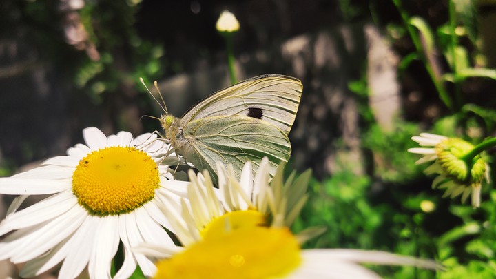 Butterfly