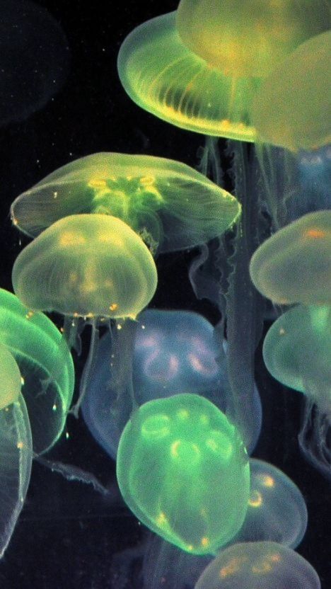Jellyfish