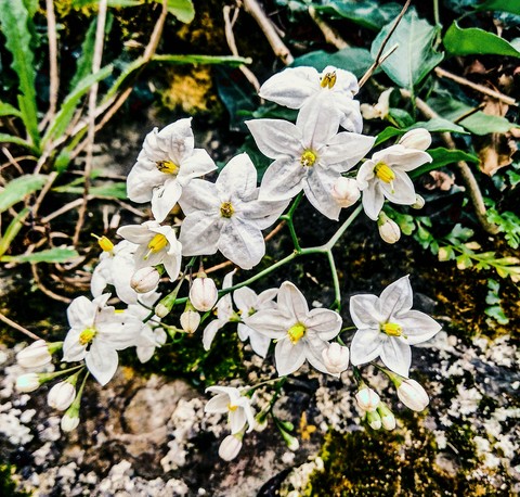 papéis de parede ireland, plant