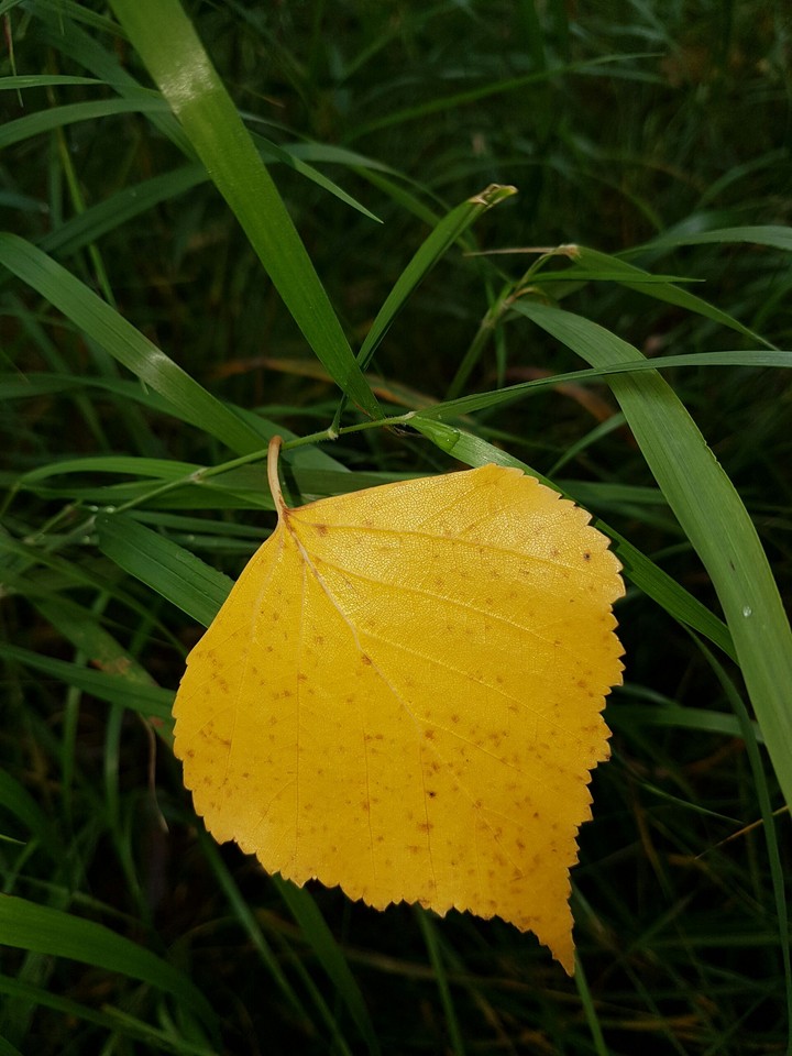 Sheet on the grass