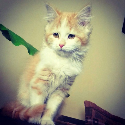 Cat