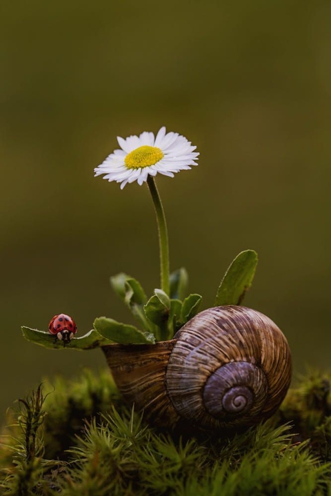 ταπετσαρίες botany, flower