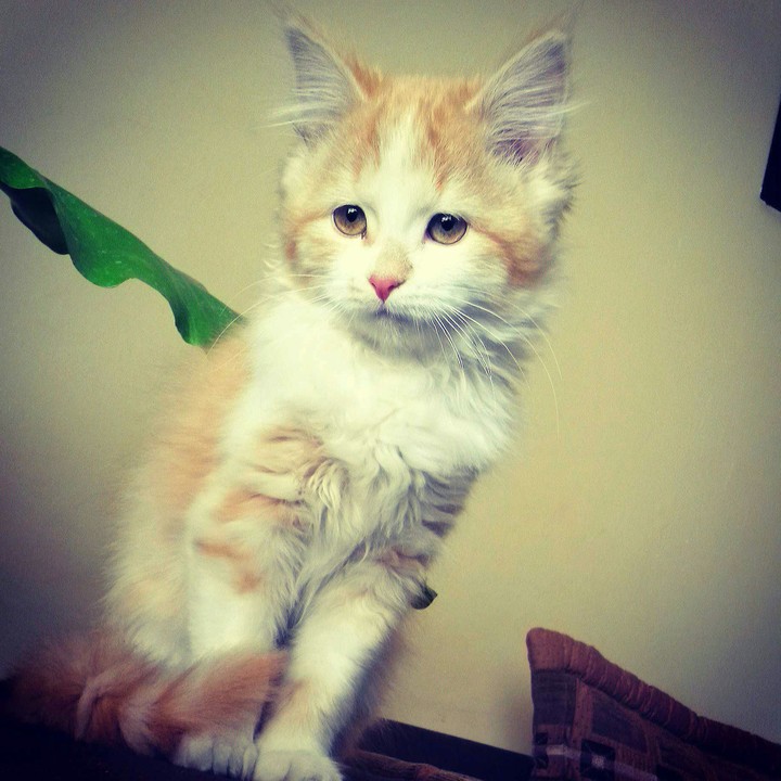 Cat