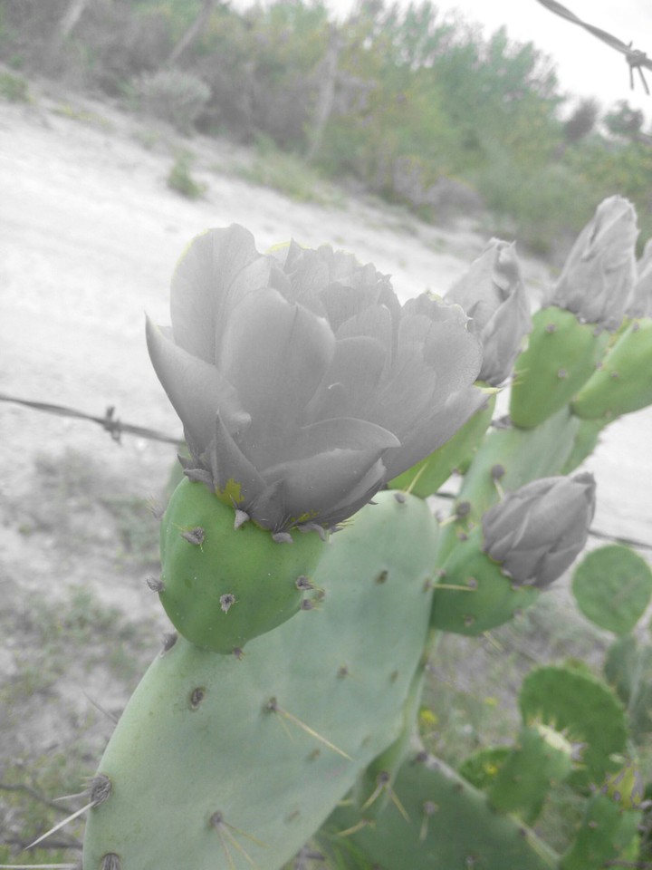 flor de nopal