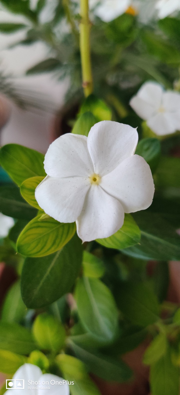 Flower
