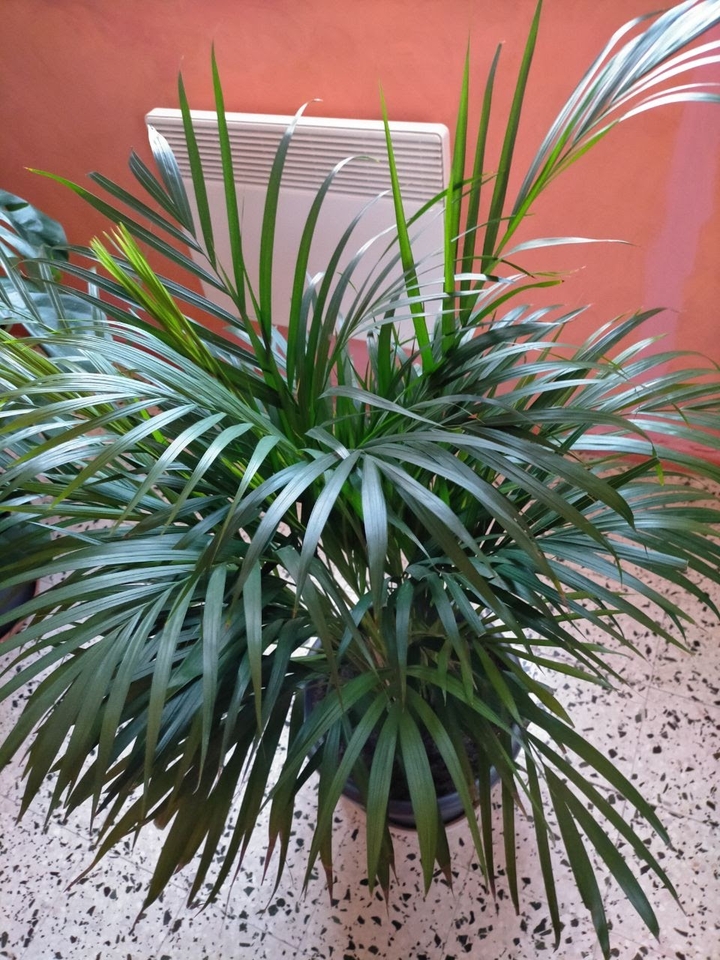 mes plantes
