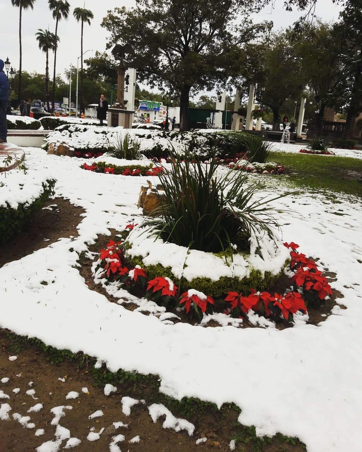 snow nuevo laredo