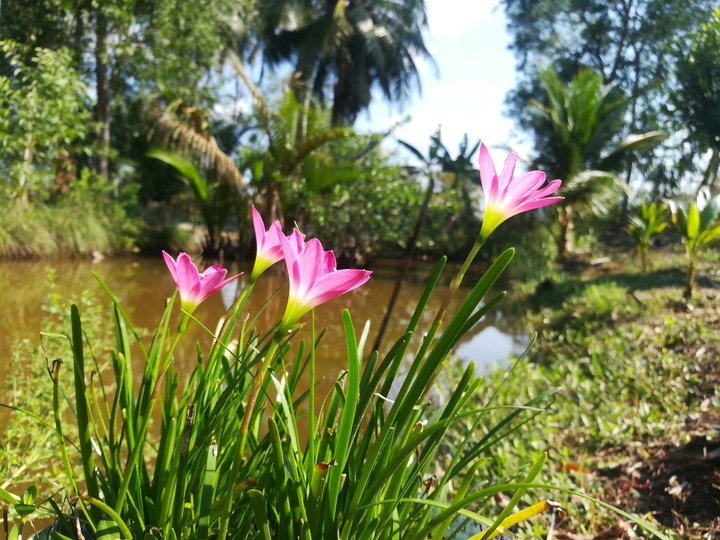 flowers