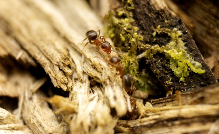 hangyák