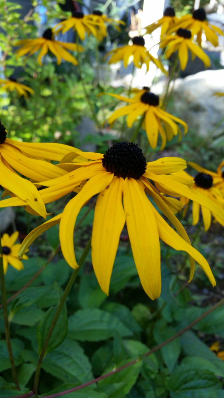 margeritte