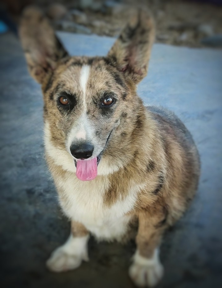 pet của tôi cute không