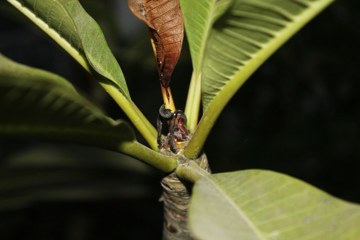 plant