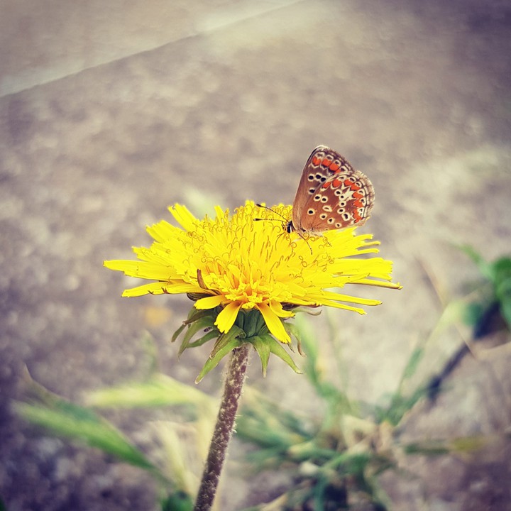 Little butterfly on a little yellow flower