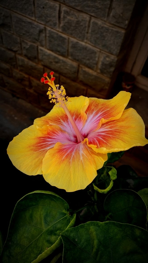hibiscus petals