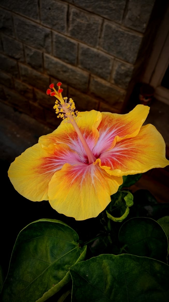 hibiscus petals