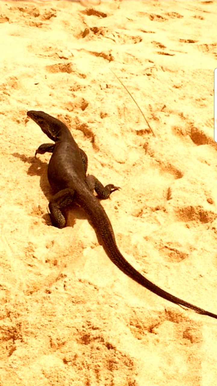 salamandria