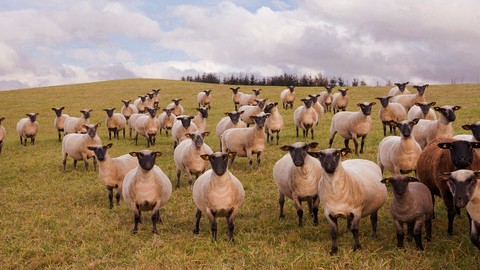 tapety Livestock, meadow