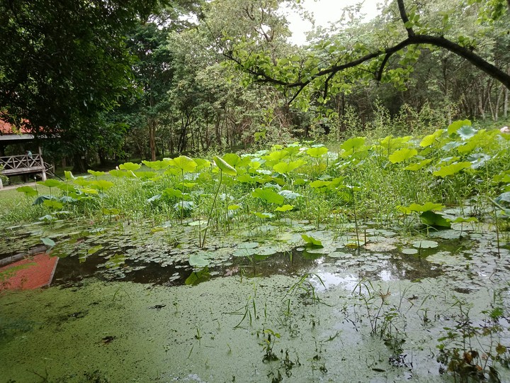 បឹងឈូក